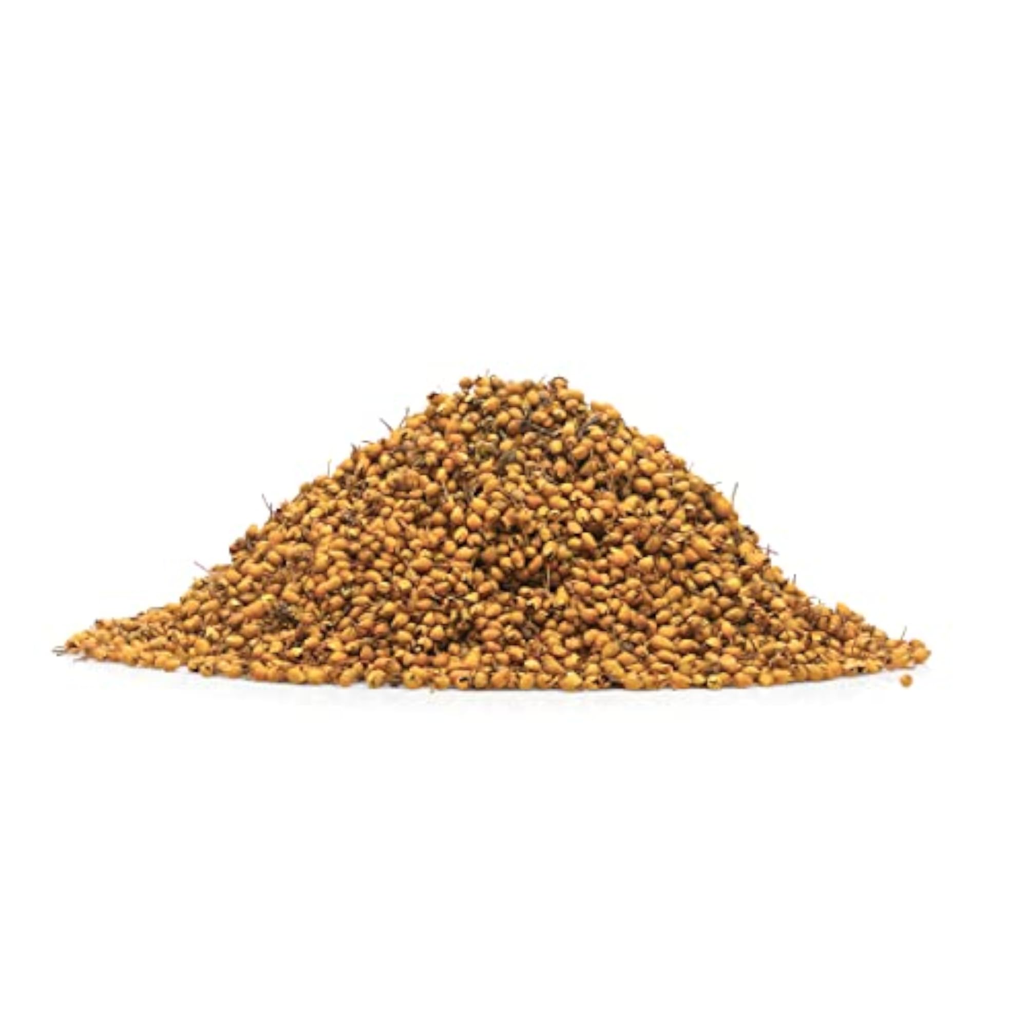 ANCHERY DRUGS Priyangu Seeds, Herbal Use, 500g