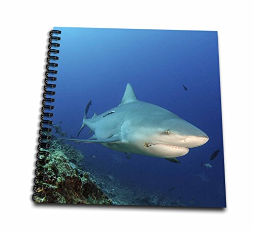 Livre de mémoire requin bouledogue pour vos récits de plongée aux Fidji