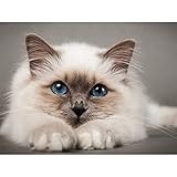 YSCOLOR Diamond Painting Diy 5D Kits Chat Pour Adultes Birman Chat Plein Perceuse Ronde Diamant Peintures Kit Strass Arts Artisanat Diamant Peintures Par Numéro Pour Enfants Débutants 30x40cm