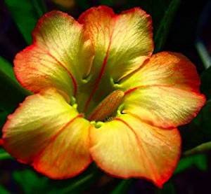 Grow Your Secret Garden Adenium Obesum Desert Rose 'Honey'
