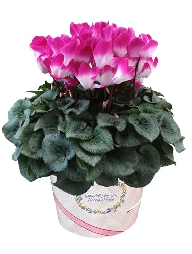 Ԃ̃Mtg VN Mtg v[g  A  a 6 v}[Wp[v