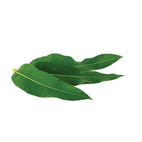 L'oréal Paris Skincare Pure-Clay Face Mask With Eucalyptus For Oily And Shiny Skin To Purify And Matify, 1.7 Ounce (Pack Of 1) #TOP3