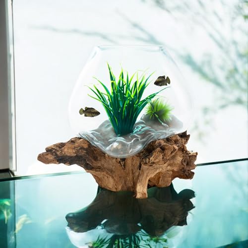 BAGUS Home DCOR Glass Aquarium on Natural Driftwood - Elegant Handcrafted Tabletop Decor with Elevated Design Perfect for Home & Office (Large)