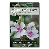Sow Right Seeds - Marsh Mallow Seed for Planting Marshmallow Root Herb