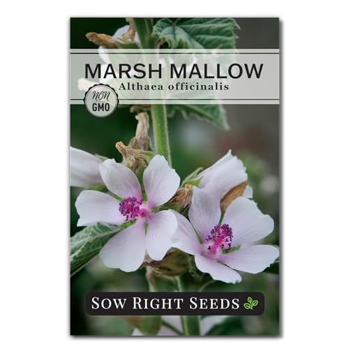 Sow Right Seeds - Marsh Mallow Seeds for Planting - Heirloom Non-GMO Variety - Ideal for Indoor or Outdoor Herbal Gardens - Grow Your Own Culinary and Medicinal Marshmallow Root Herbs (1)
