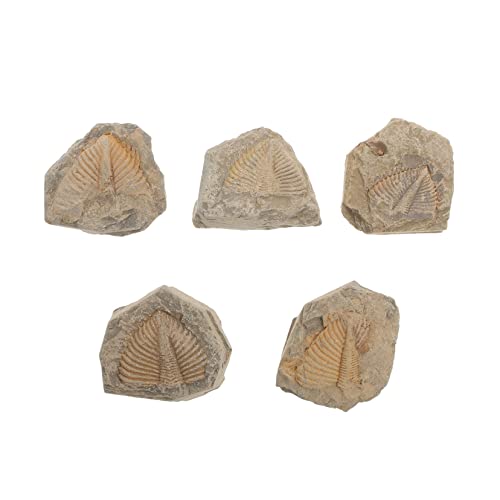 CIYODO 5pcs Trilobite Trilobite Model Sea Decor Trilobite Skeleton Model Decor Ocean Decor Simulation Model Trilobite Collection Trilobite Adornment Specimen Trilobite Tail Rocks