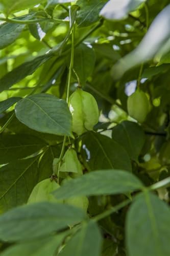 Staphylea pinnata 40–60 cm – Winterhart, Mehrjährig, Pflegeleicht – Pimpernuss – Heckenpflanze für Garten & Sichtschutz