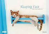  Sleeping Cats 2020 - Wandkalender - Format 29,5 x 42 cm