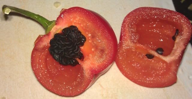 Rocoto Pepper AKA Red Manzano (30 Seeds) Can Live for Over 15 Years- from Peru !