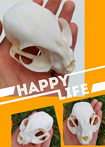 100%�^���ȓ����̓��W���A�L�̓��W���A�[���̓��͕��i����ׂāA��҂͓��W�����g���܂�