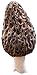 Morel Mushrooms ~ BC wild foraged ~ dried whole