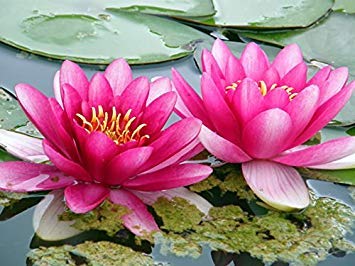 Beautiful Aquatic Mini Lotus Pink Flowers 10 Seeds Beautiful Aquatic Mini Lotus Pink Flowers 10 Seeds