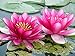 Beautiful Aquatic Mini Lotus Pink Flowers 10 Seeds