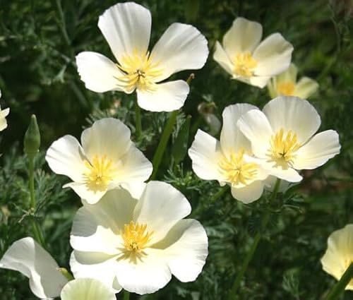 200 Graines de Pavot de Californie Blanc – Eschscholzia californica ‘White’ - Fleur Blanche Jardin - 352