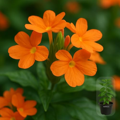 Image of Indian Gardens - Kanakambaram | Aboli | Priyadarsha | Flowering Crossandra | Pagoda Flower | firecracker flower | Live plant with pot (Red, 6 inchBlack)