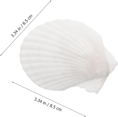 Miniatura 2 de Healifty Platos de concha de vieira 10 piezas de decoración natural de conchas para decoración de barbacoa de cena