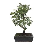 crespi bonsai zelkova nire Hoja perene BONSAI NATURAL DE INTERIOR ZELKOVA PARVIFOLIA 6 AÑOS (OLMO CHINO)