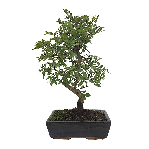 BONSAI NATURAL DE INTERIOR ZELKOVA PARVIFOLIA 6 AÑOS (OLMO CHINO)