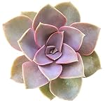 Succulent Plants Senecio