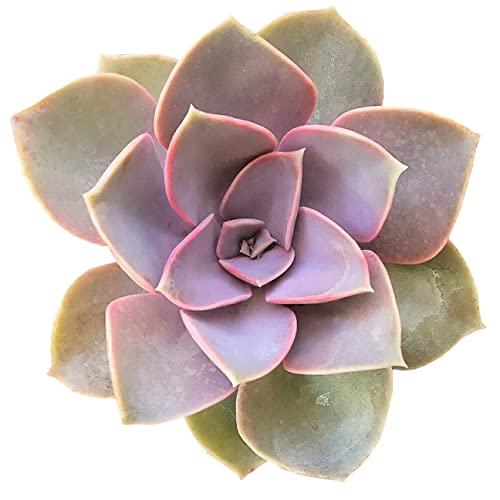 Echeveria Perle Von Nurnberg 4" | Healthy Succulent Echeveria Live Easy Care Indoor House Plant, Fully Rooted In 2/4/6 Inch Sizes #TOP27