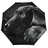 Matériaux de haute qualité : ce parapluie compact et solide est renforcé avec 8 baleines qui vous offrent une sécurité supplémentaire lorsque vous marchez sous le vent fort et la pluie. Chaque nervure avec ressort est fabriquée en fibre de verre de qualité supérieure et en acier inoxydable de haute qualité qui se plie légèrement pour résister aux rafales puissantes sans se retourner.