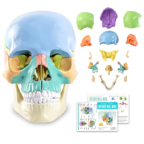 Image of New Anatomy Skull Model 15 Parts Human Color Exploded Skull Detachable | Mini Palm-Sized, Medical Dental Clinic Teaching Equipment, Learning with Color Study Manual