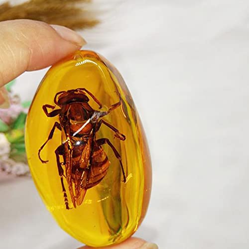 Image of Acxico 2Pcs Beautiful Amber Hornet Fossil Insects Manual Polishing