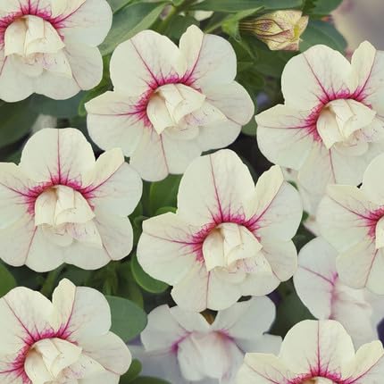 70pcs of Calibrachoa Flower Seeds,Pink White
