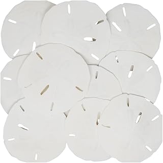 Tumbler Home Beach Sand and White Sand Dollars, for Vase Filler, Home Décor, Weddings, Terrarium, Aquariums, Arts & Crafts