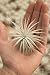Airplant Tillandsia Tectorum Fuzzy Small (Grown and Shipped from California)