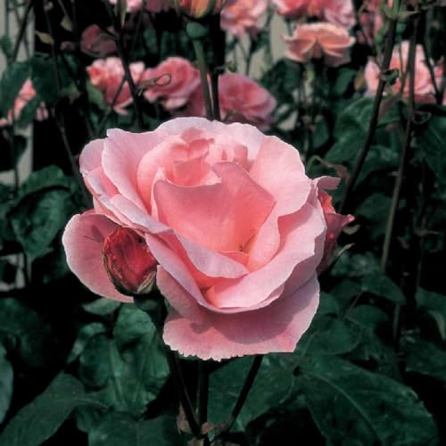 Pianta ROSA QUEEN ELISABETH ® MEILLAND rosa vera vaso19 cm AMDGarden