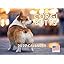 Fun - Corgi Butts