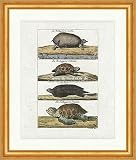 Kunstdruck Tortue molle ronde Loute Buffon français 260 encadré