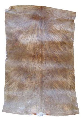 Africa Heartwood Project West African Goat Skin Djembe Drum Head - Standard Thickness, Shaved - Full...