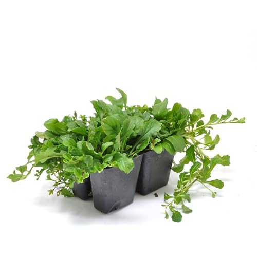 Mazus reptans Purple, Creeping Mazus, Ground Cover, Low-Growing Green Carpet with Lavender Blooms Appearing All Summer, Grows Well Between pavers, Container Size: 4X 2.63x1.72x2.75