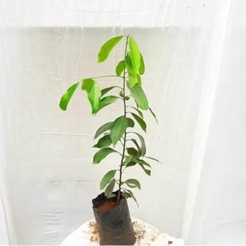 Image of Dalchini Plant, Cinnamomum cassia PlantSaplings, Dalchini Plant - Cinnamon Dalchini Spice Healthy PlantSaplings,CF SG01