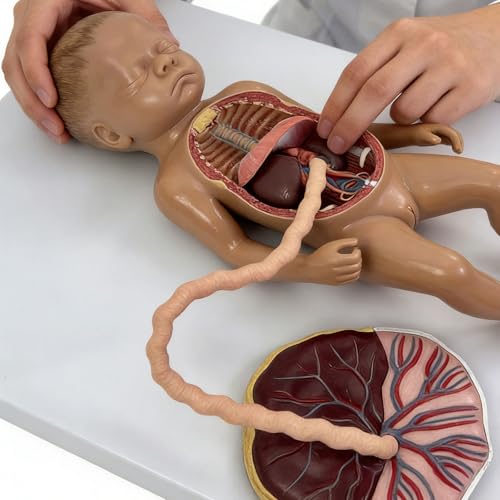 Modèle anatomique du fœtus pour dynamiser les cours de sciences en salle de classe - 7