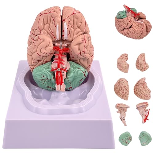 Modèle de cerveau humain 8 parties pour enseignement des sciences - 3