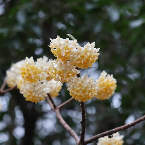semillas de plantas de edgeworthia, semillas de árboles semillas de flores, Arbustos semillas exóticas, macizo plantas para lugares soleados balcón flores semillas perenne flores 15pcs