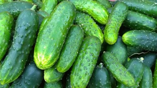 Cucumber Gherkins, Small Pickling Cucumber, Healthy 50 Seeds