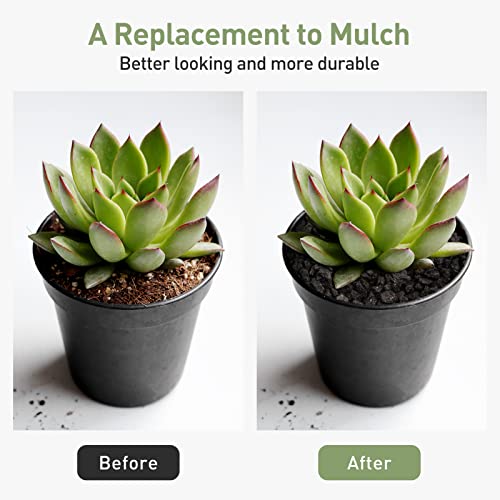 Gaspro 2.5Lbs Lava Rocks For Plants, 1/5 Inch Black Gravel For Succulent, Cactus, Bonsai Tree, Pure Volcanic Rocks, Top-Dressing, Good Drainage #TOP3