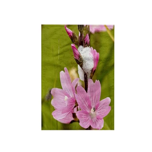 3dRose - Danita Delimont - Flowers - Slug Eggs, Rose Checker Mallow Flower - US38 RBR0268 - Rick A. Brown - Towels (twl-93982-1)