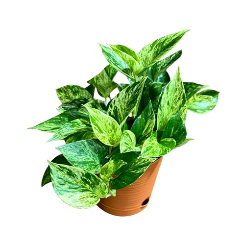 PLANTVERS Marble Queen Pothos in 6” Grow Pot – Epipremnum