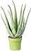 Medizinische Aloe Vera Therapeutische Zimmerpflanze Büropflanze im...