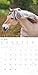Alpha Edition - Horse Calendar 2026 - Wall Calendar & Picture Calendar 30 x 30 cm - For Riding & Horse Lovers - 12 Impressive Horse Photographs, Lots of Holidays & Holiday Dates: Horses