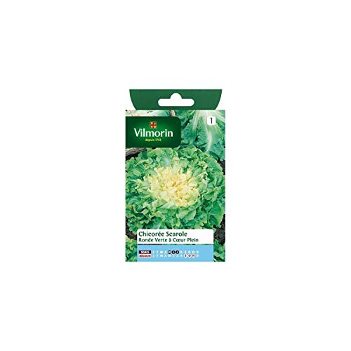 Vilmorin Sachet graines Chicorée Scarole Ronde Verte à Coeur Plein