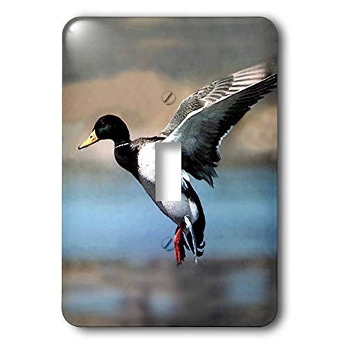 3dRose Mallard Duck single toggle switch