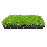 St. Augustine Palmetto | 9 Live Extra Large Grass Plugs | Drought, Salt & Shade Tolerant Turf Sod