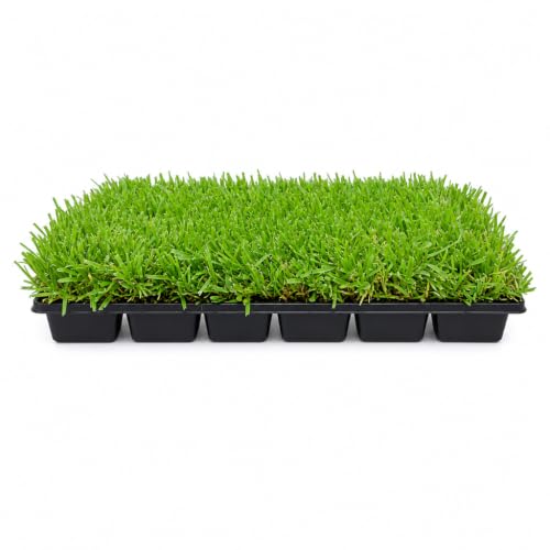 St. Augustine Palmetto 18 Live Extra Large Grass Plugs