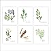 DREAM BIG PRINTABLES Kitchen Herbs Art Prints - Botanical Wall Art - Set of 6 - Unframed 8x10s - Kitchen Wall Decor